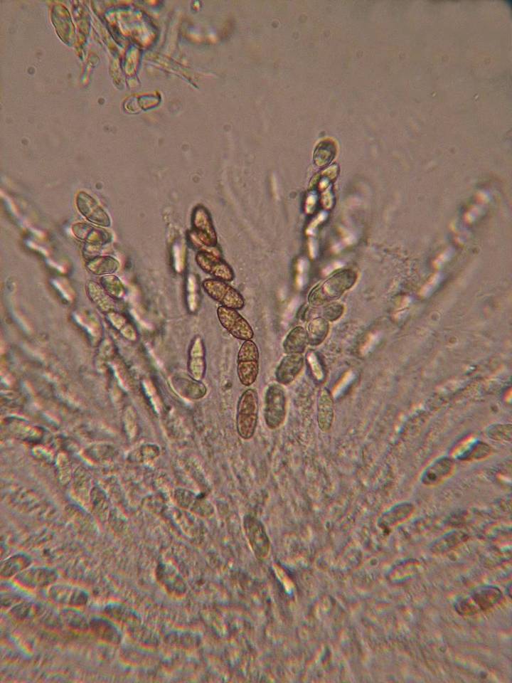 Nectria magnusiana image