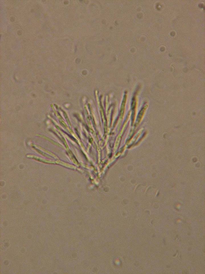 Nectria magnusiana image