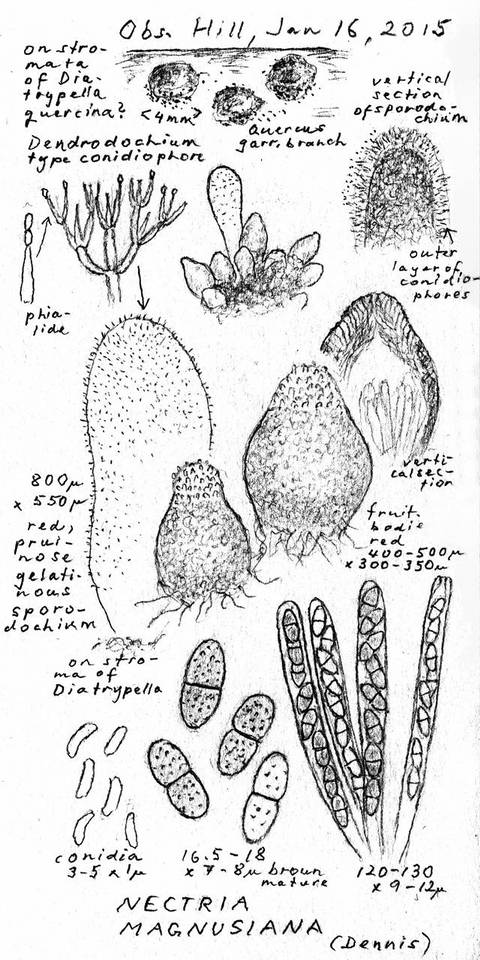 Nectria magnusiana image