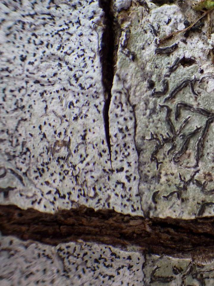 Melaspilea lentiginosa image