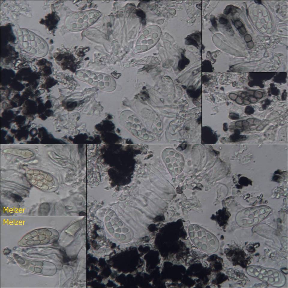 Melaspilea lentiginosa image