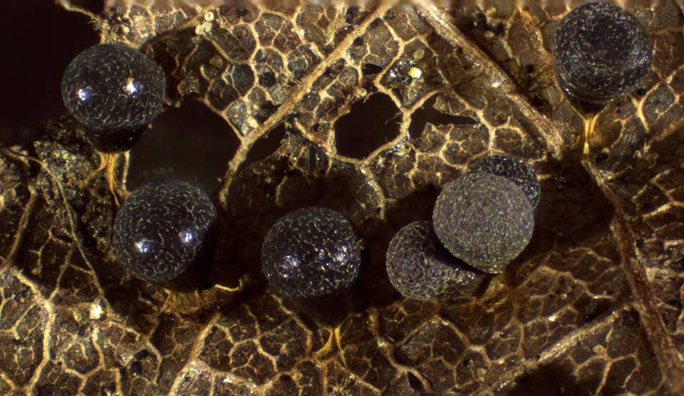 Badhamia foliicola image