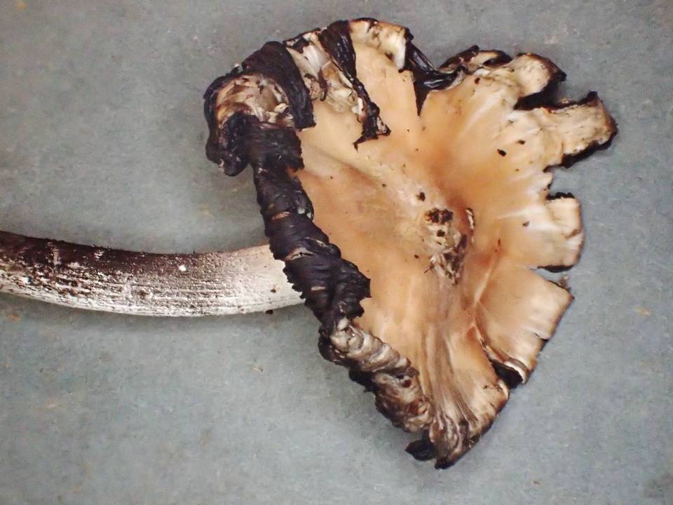 Coprinopsis macrocephala image