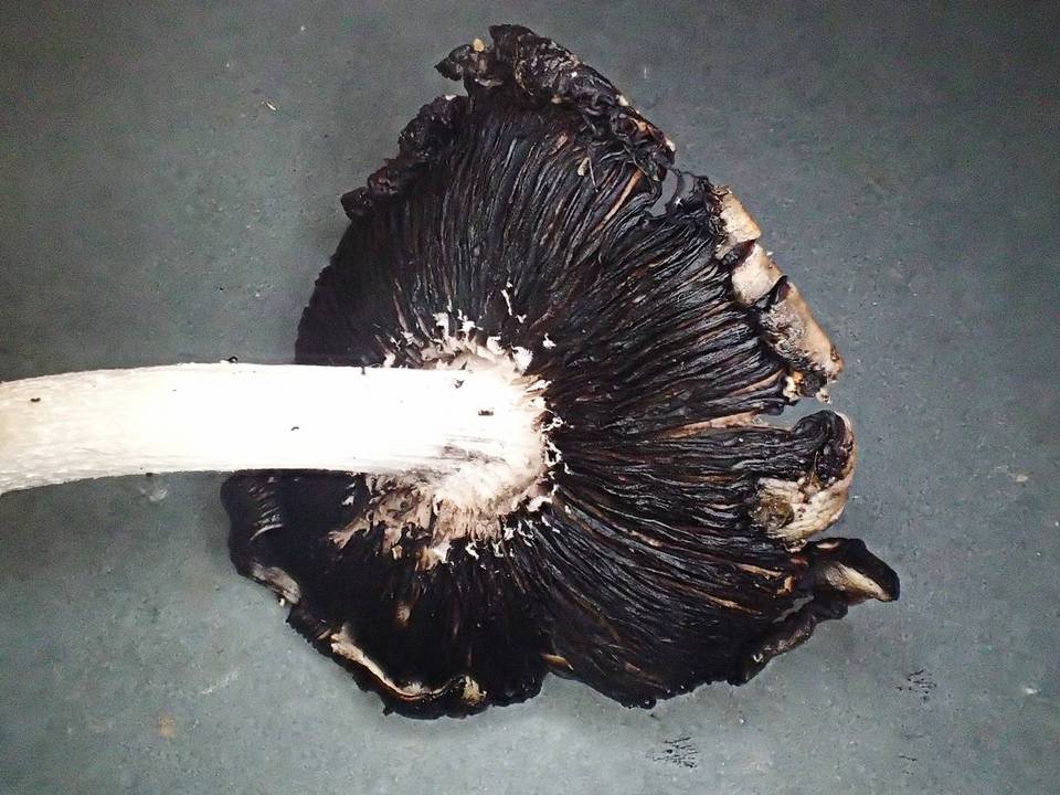 Coprinopsis macrocephala image