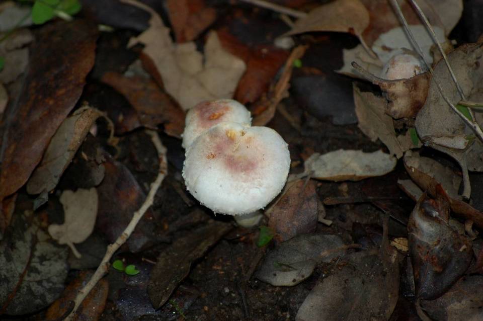 Agaricus lutosus image