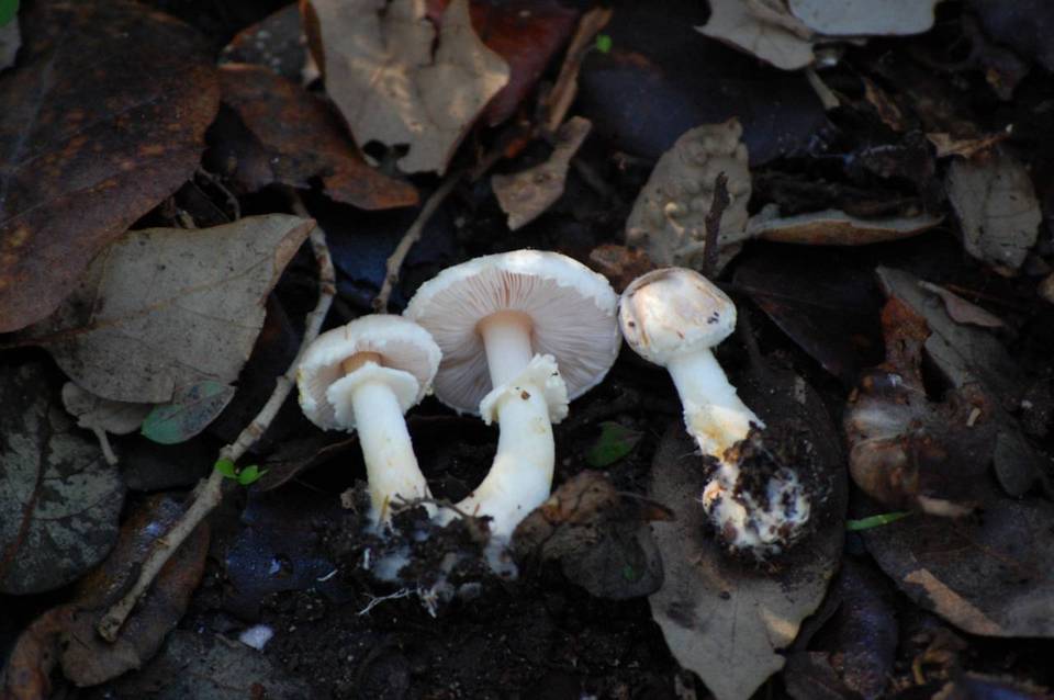 Agaricus lutosus image