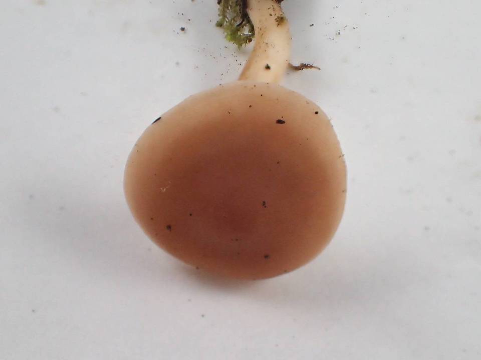 Rhodocybe nuciolens image