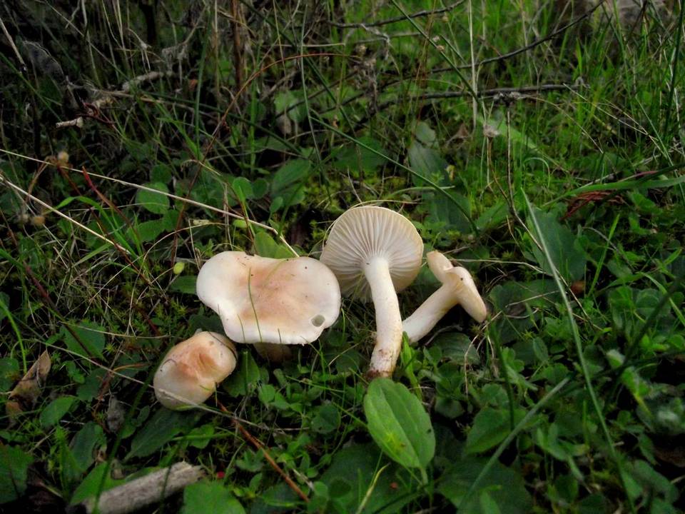 Hygrophorus pseudodiscoideus image