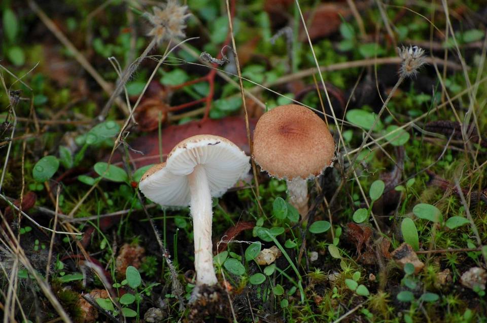 Lepiota sublaevigata image