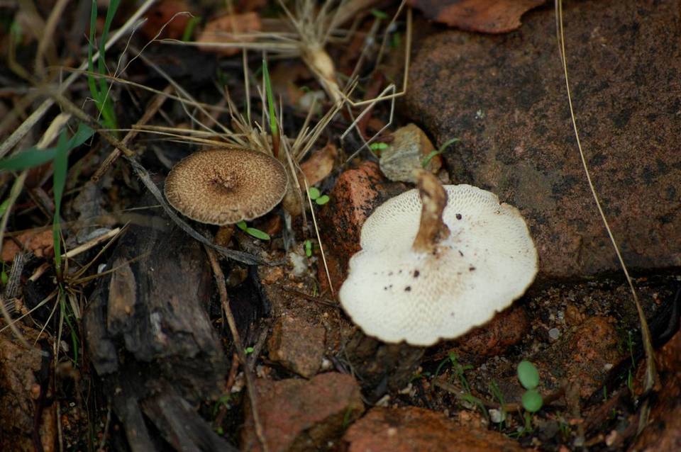 Polyporus meridionalis image