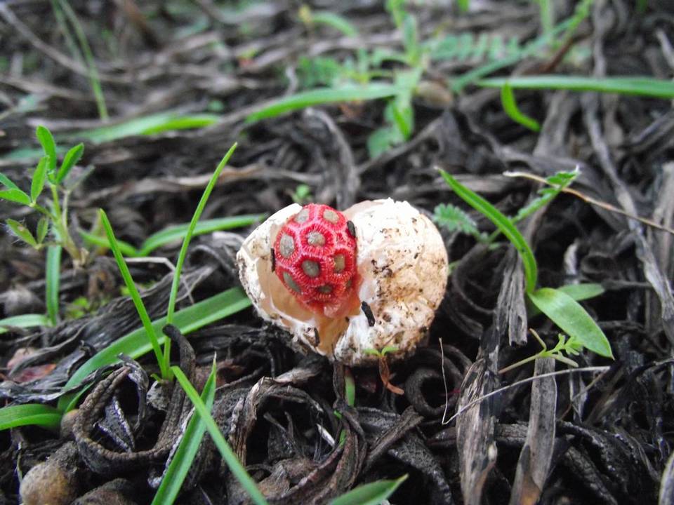 Colus hirudinosus image