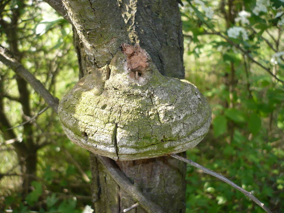 Fomitiporia hippophaeicola image