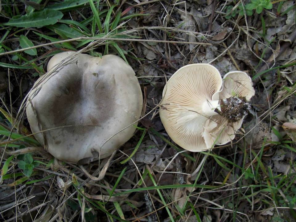 Clitopilus cystidiatus image
