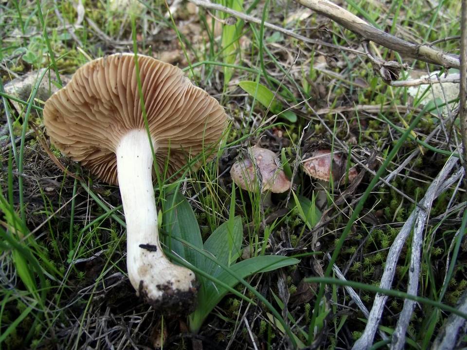 Hebeloma erumpens image