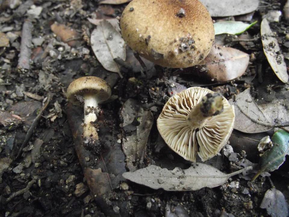 Inocybe agardhii image