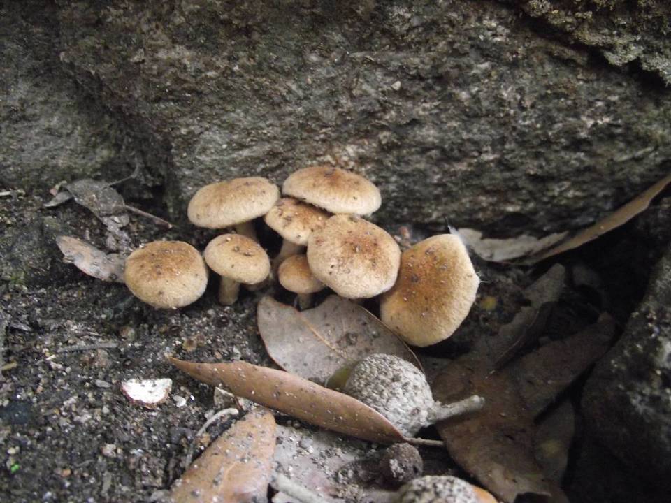 Inocybe agardhii image