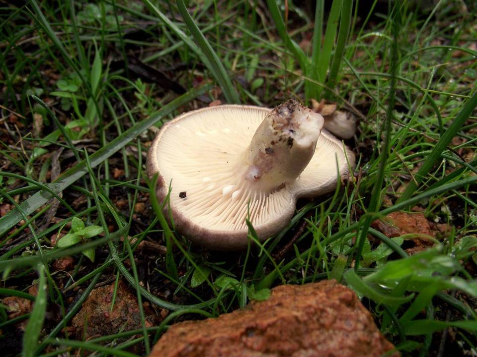 Lactarius cistophilus image
