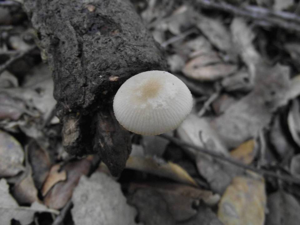 Pluteus inquilinus image
