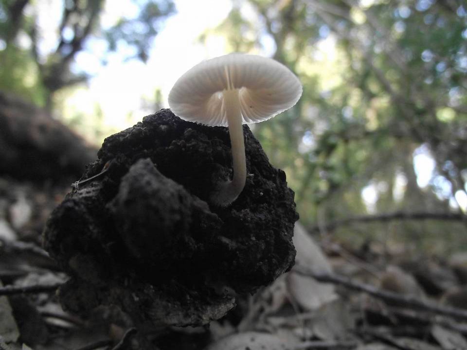 Pluteus inquilinus image