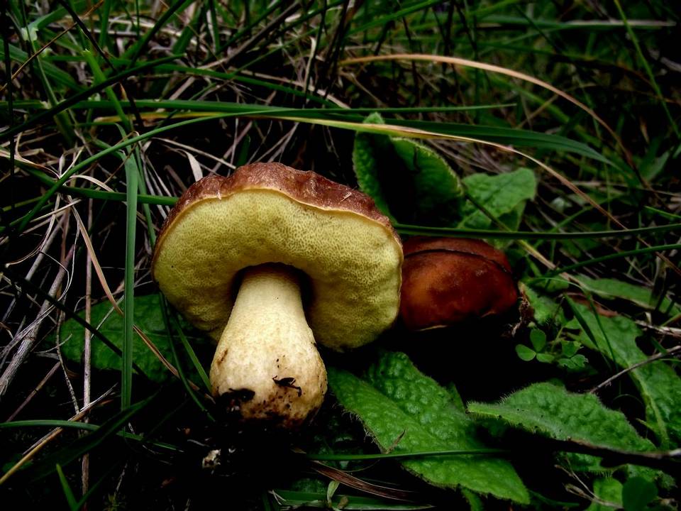 Leccinellum corsicum image