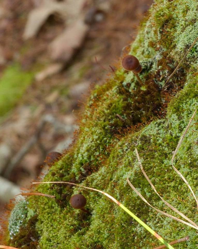 Deconica rhomboidospora image