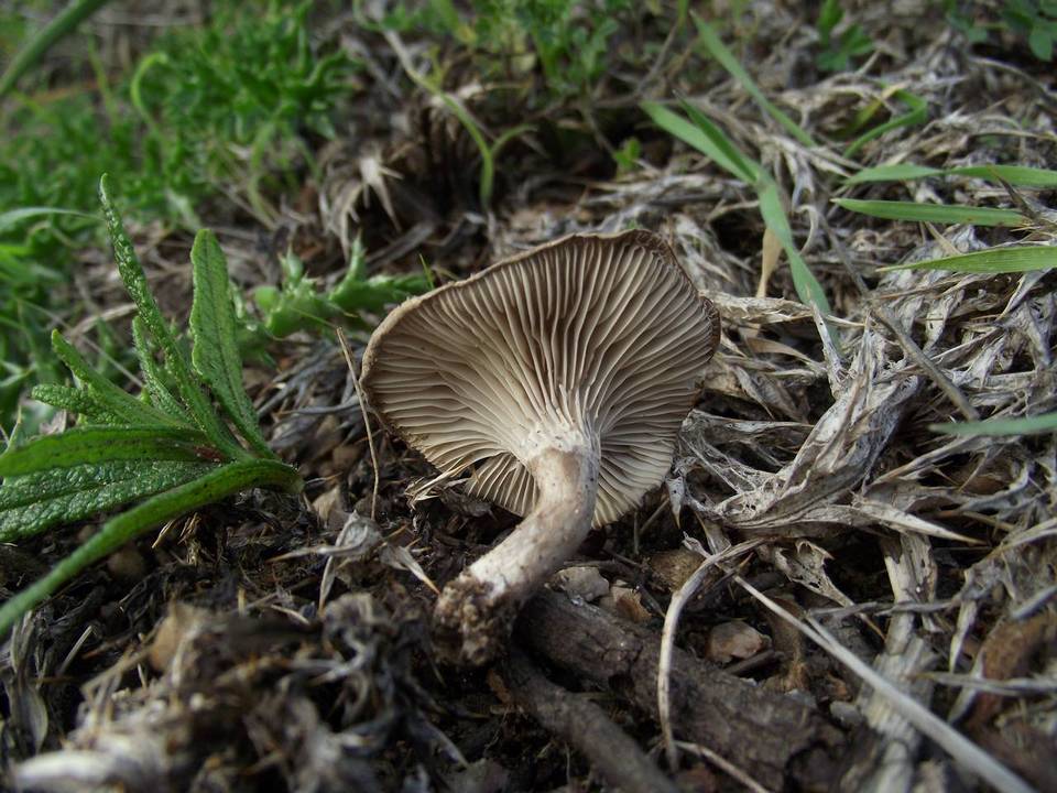Clitocybe font-queri image