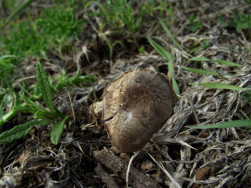 Clitocybe font-queri image
