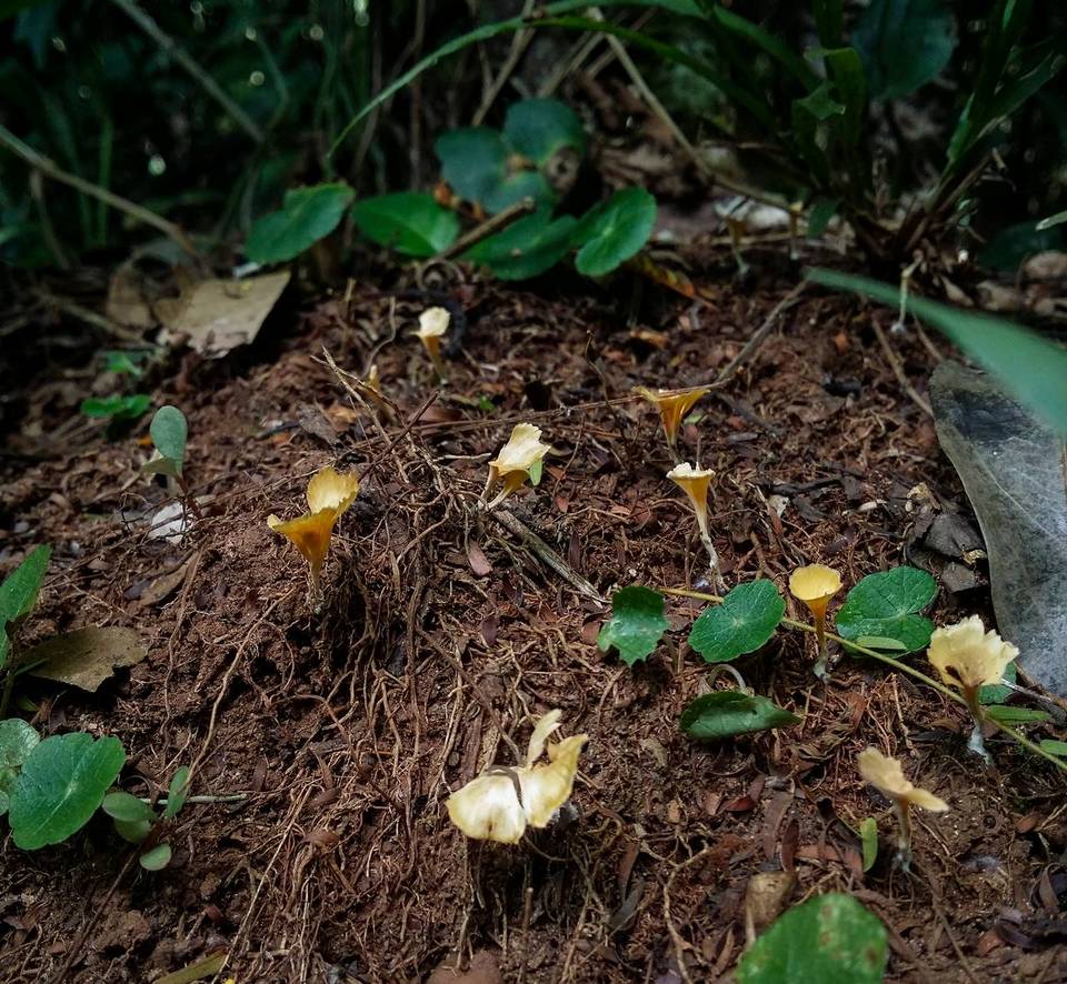 Cotylidia aurantiaca image