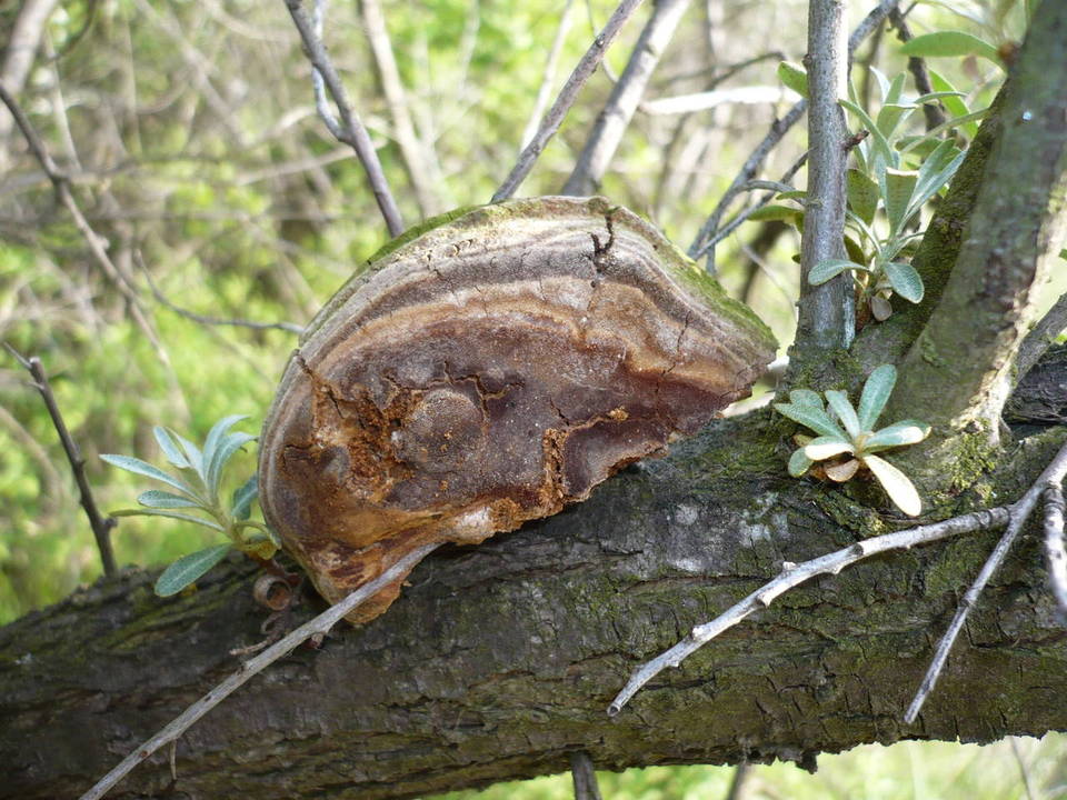 Fomitiporia hippophaeicola image