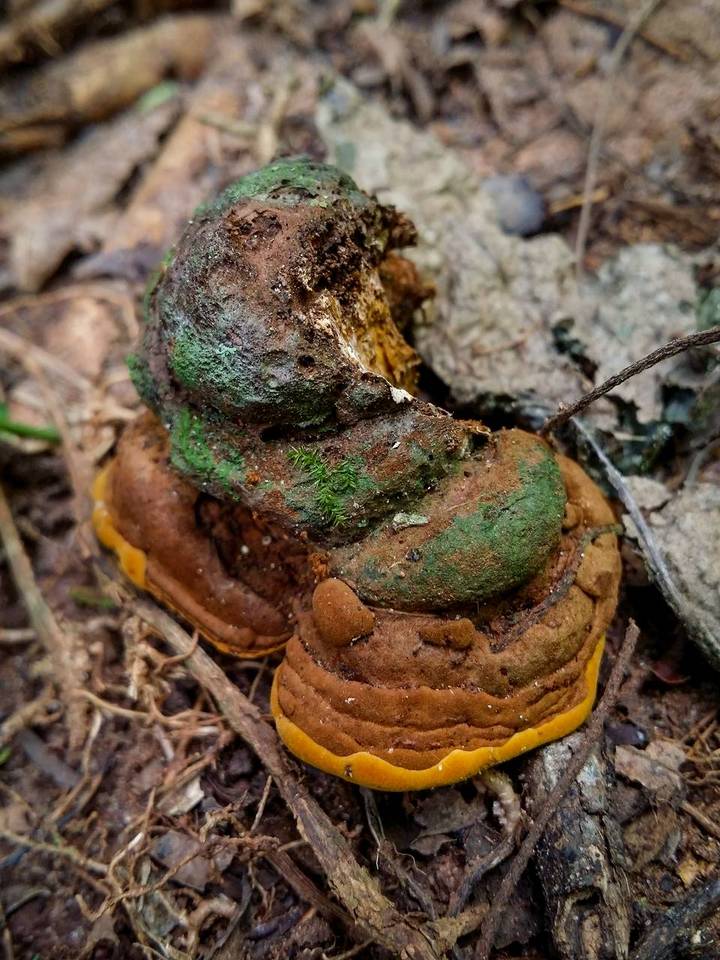 Phylloporia chrysites image