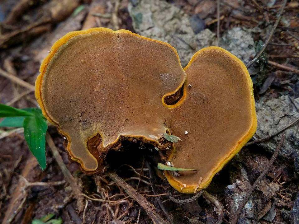 Phylloporia chrysites image