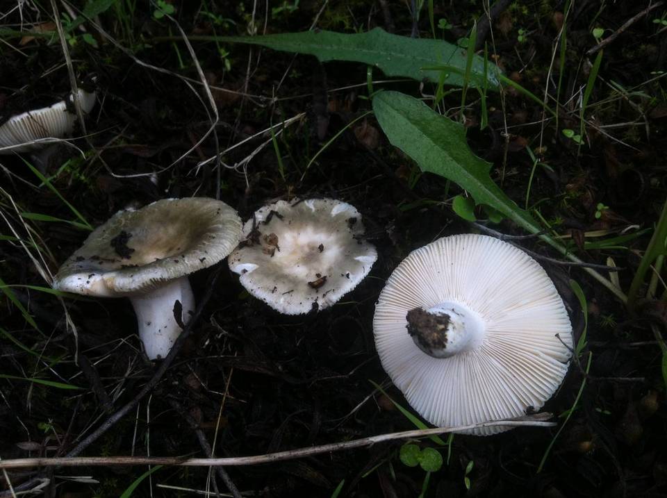 Russula monspeliensis image