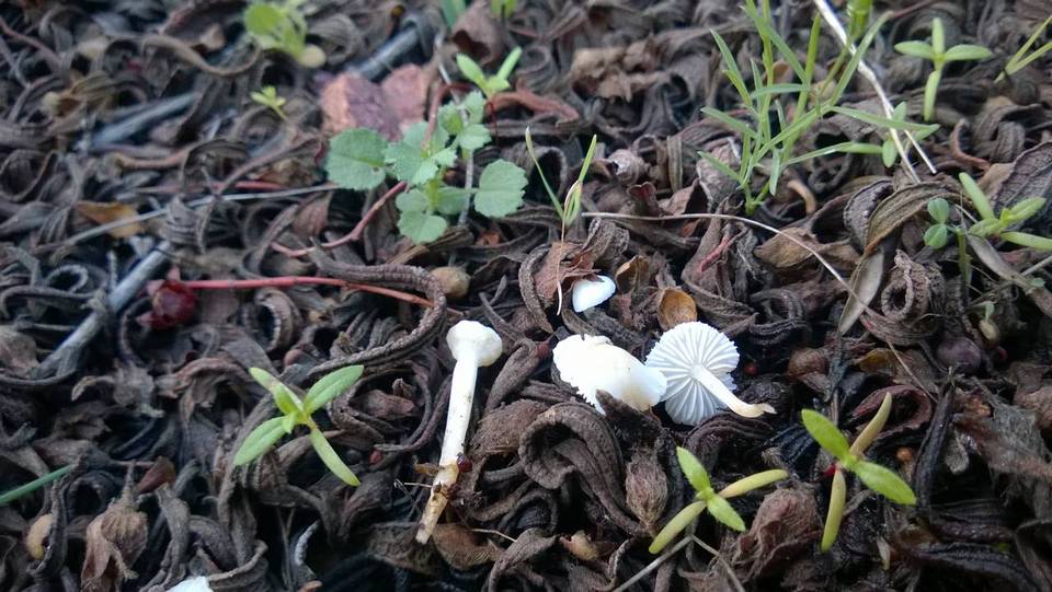 Hemimycena conidiogena image