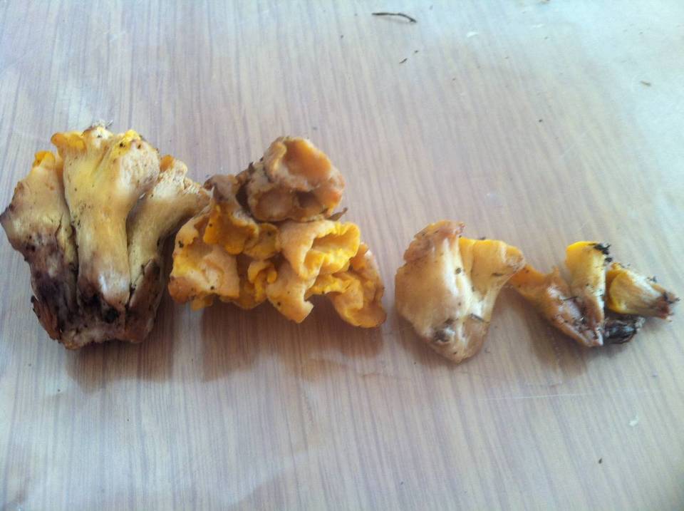 Cantharellus melanoxeros image