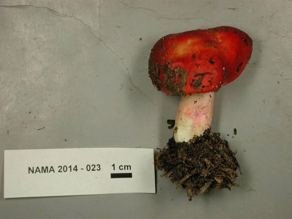 Russula americana image