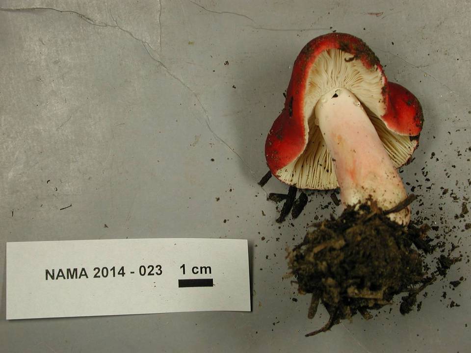 Russula americana image