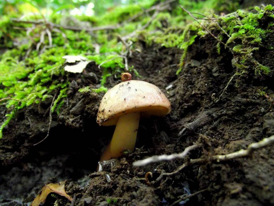 Aureoboletus gentilis image