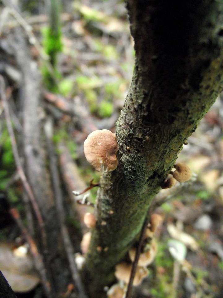 Marasmius scorodonius var. virgultorum image