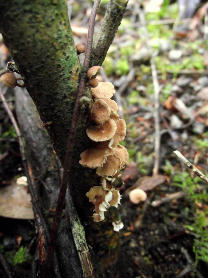 Marasmius scorodonius var. virgultorum image