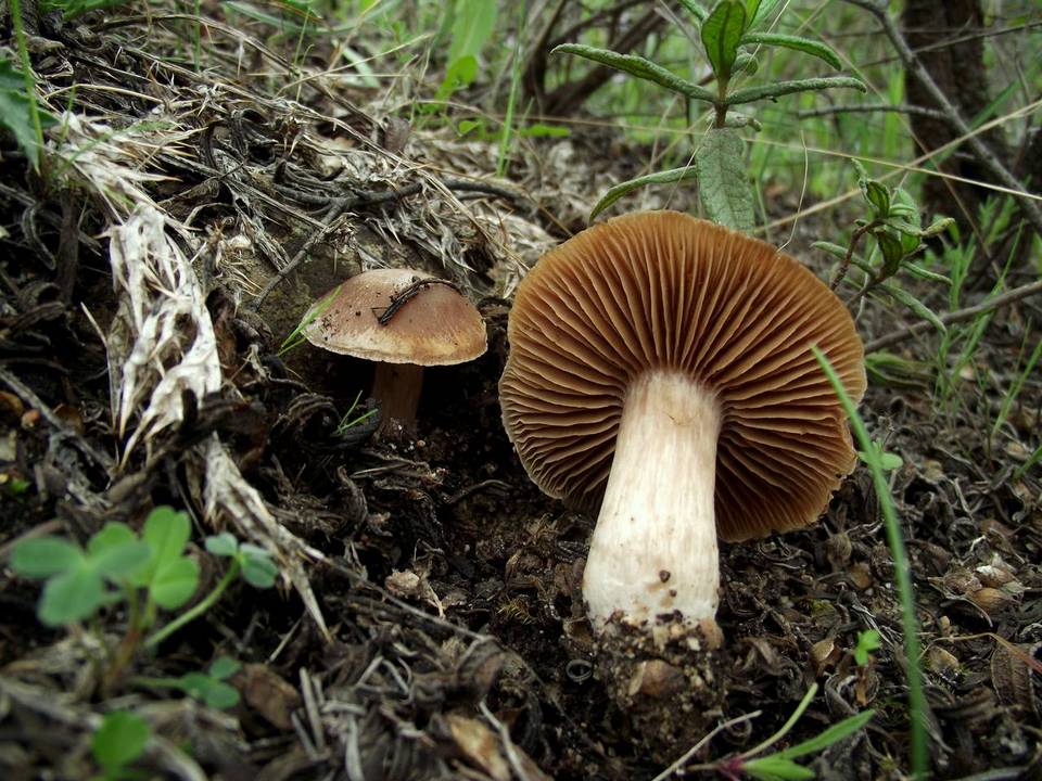 Cortinarius assiduus image