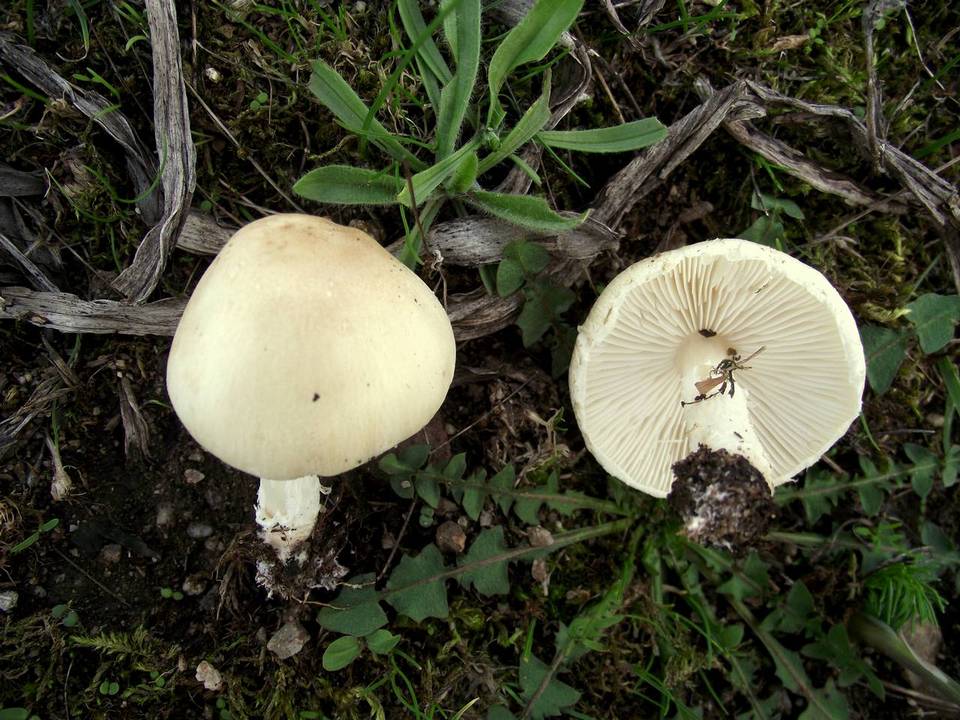 Lepiota oreadiformis image