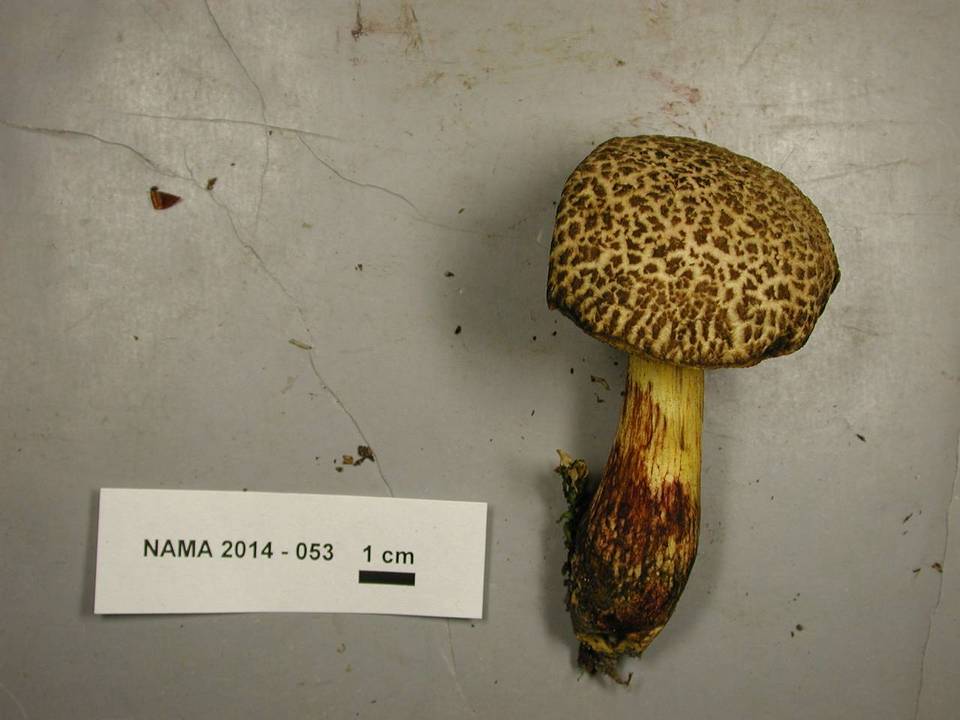 Cyanoboletus rainisiae image