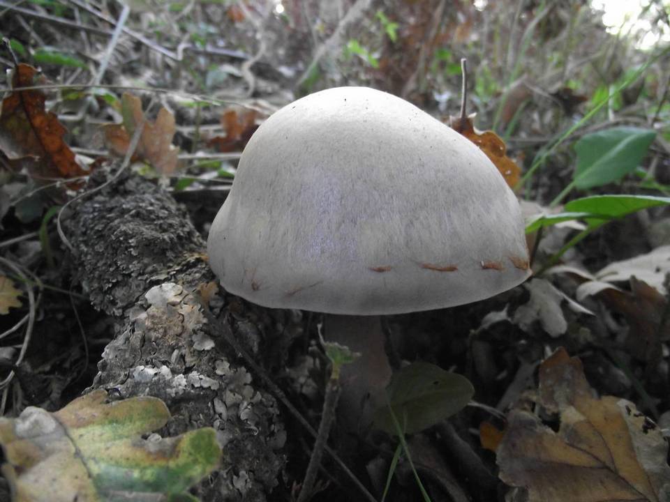 Cortinarius diosmus image