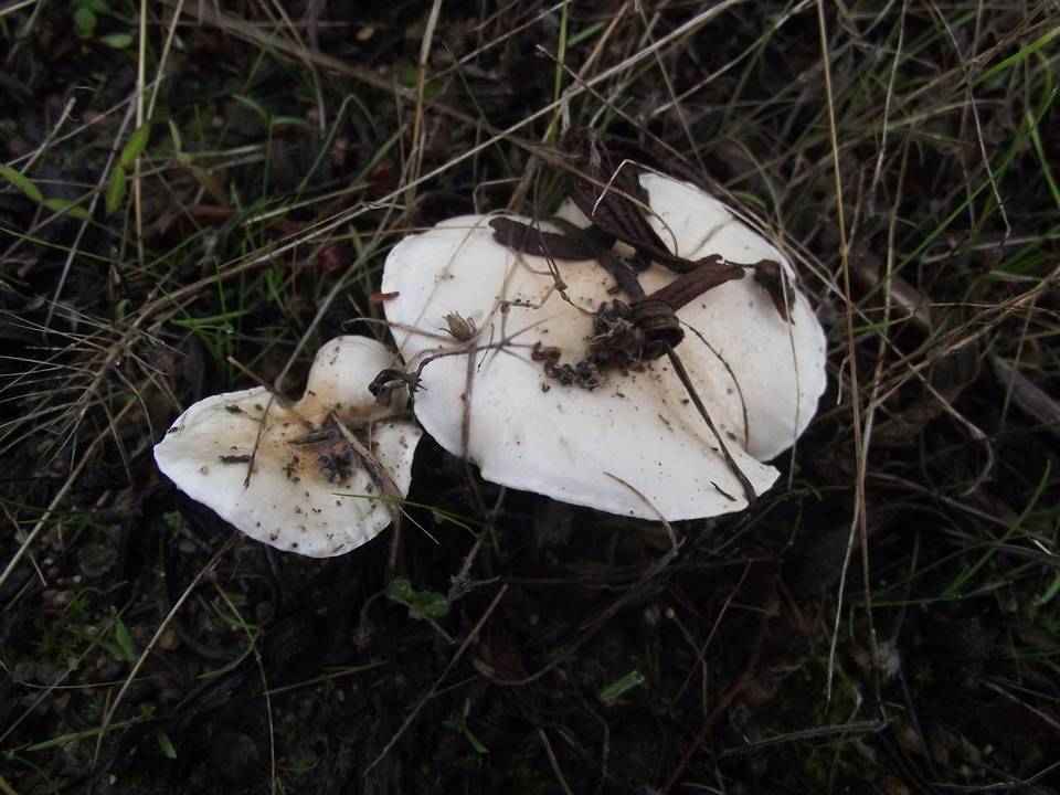 Hygrophorus pseudodiscoideus var. cistophilus image