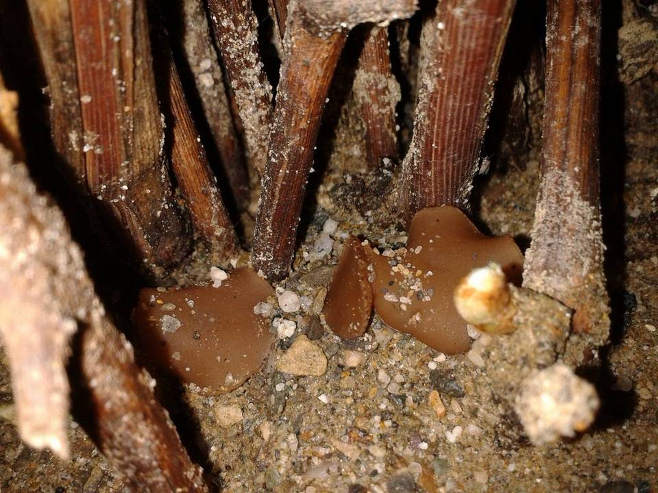 Peziza ostracoderma image