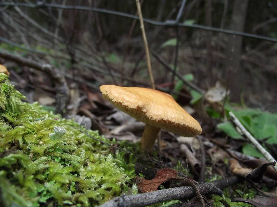 Hydnum ovoideisporum image