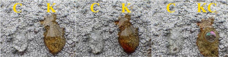 Pertusaria aspergilla image