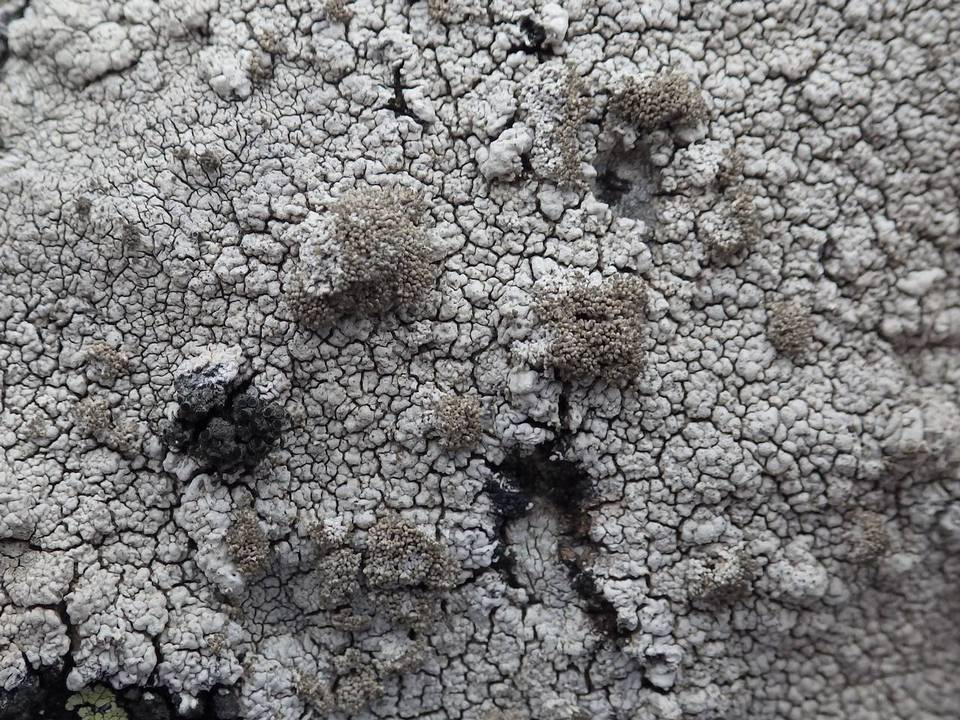Pertusaria pseudocorallina image