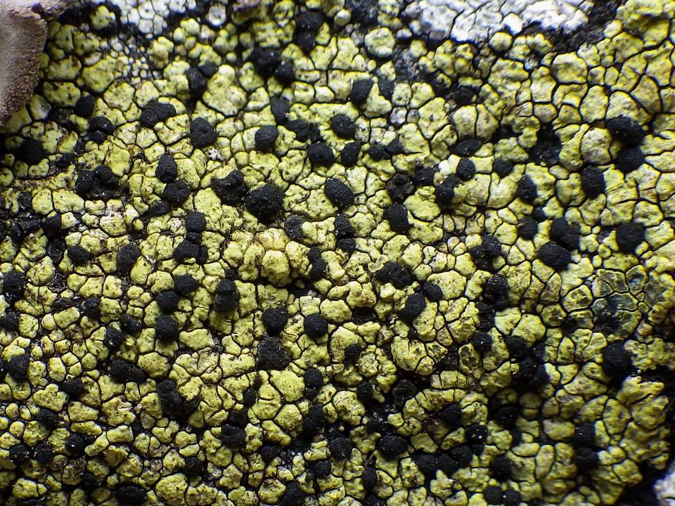 Rhizocarpon oportense image