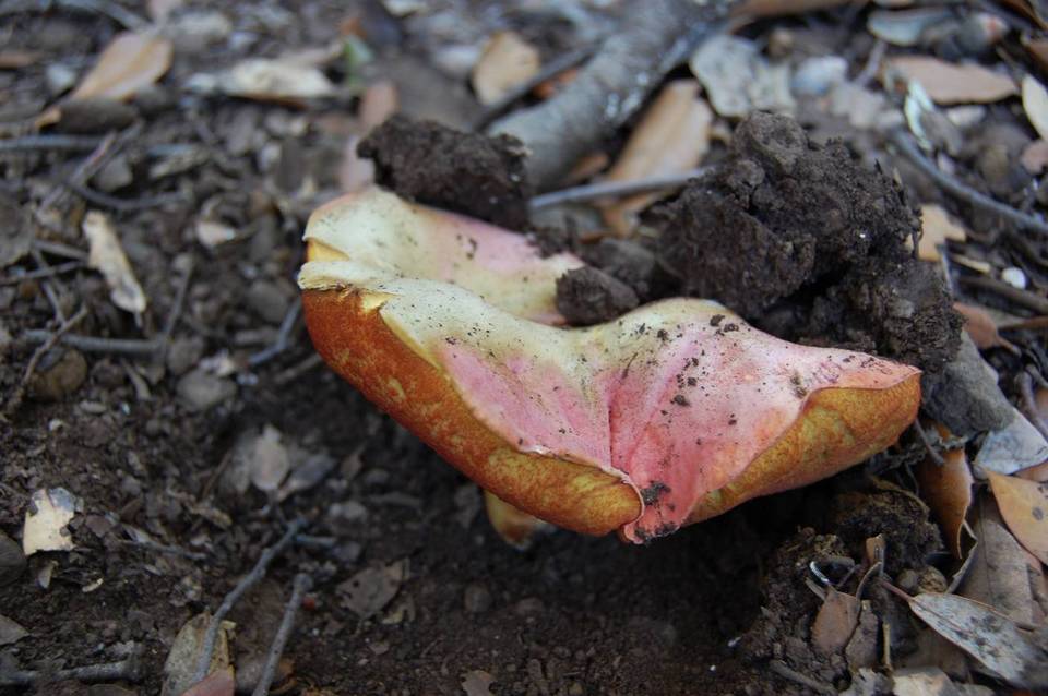 Boletus lupinus image
